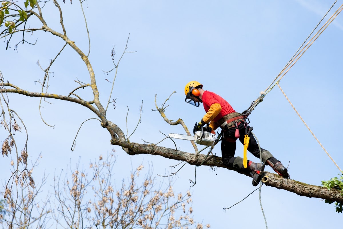 Health and Safety Risks of Cutting Trees